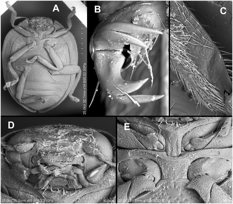 Fig. 68.