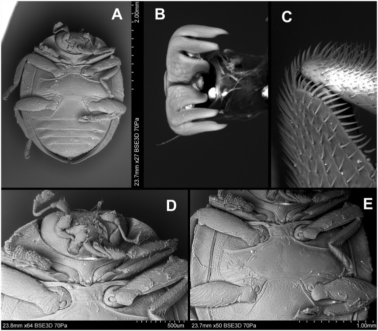 Fig. 74.