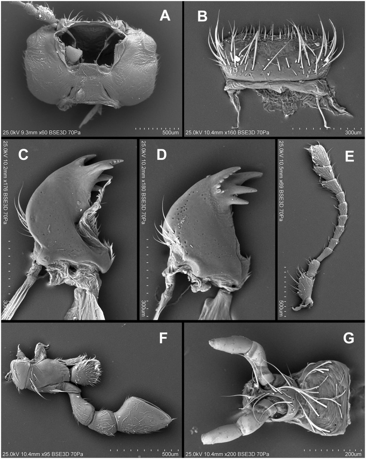 Fig. 43.