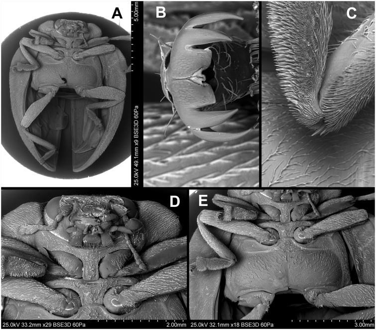 Fig. 80.