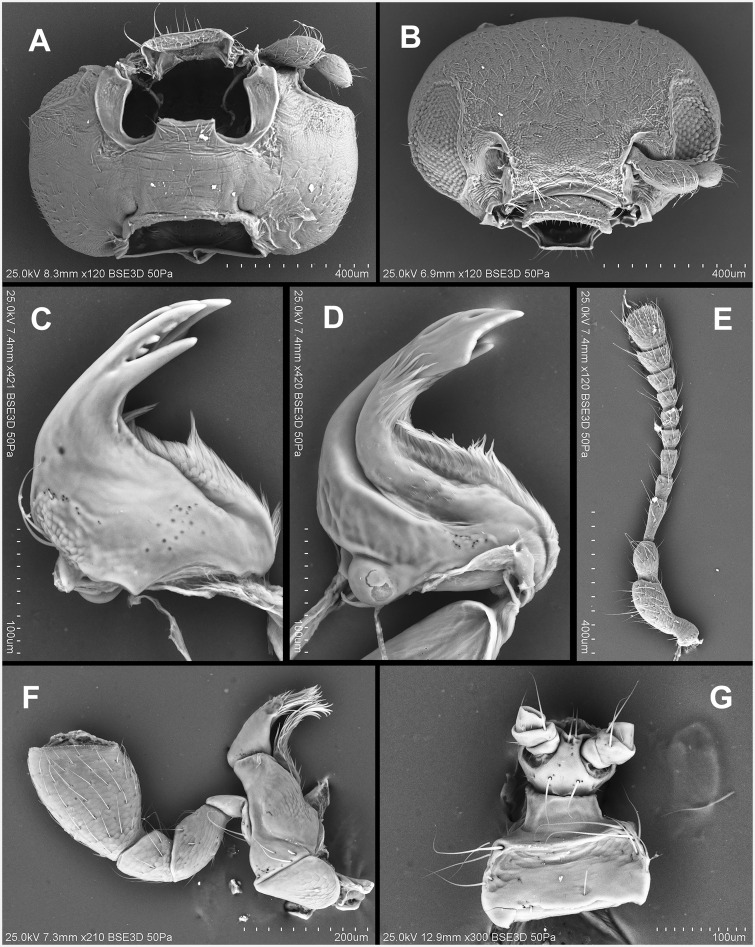 Fig. 31.