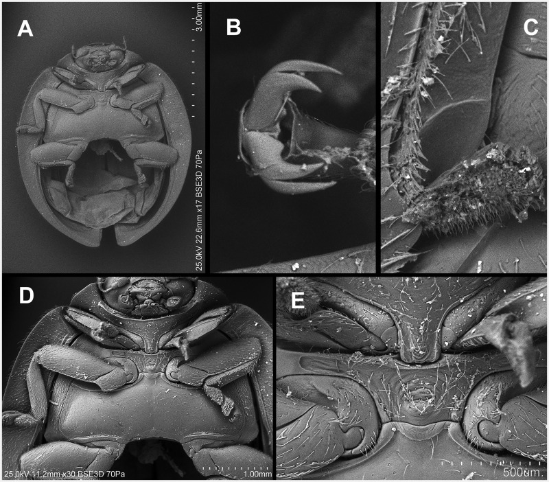 Fig. 17.