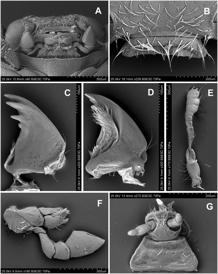 Fig. 7.