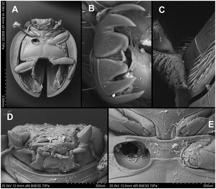 Fig. 11.