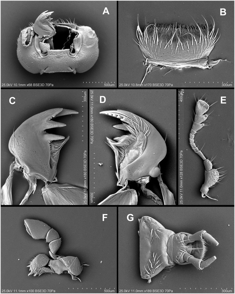 Fig. 55.