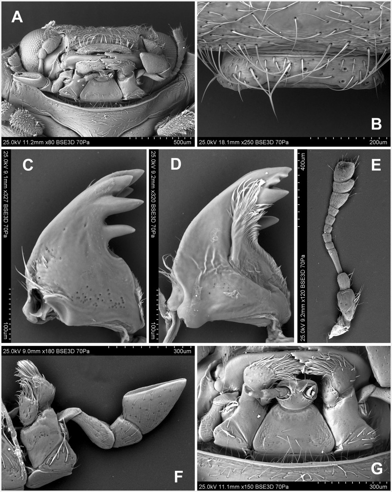 Fig. 13.