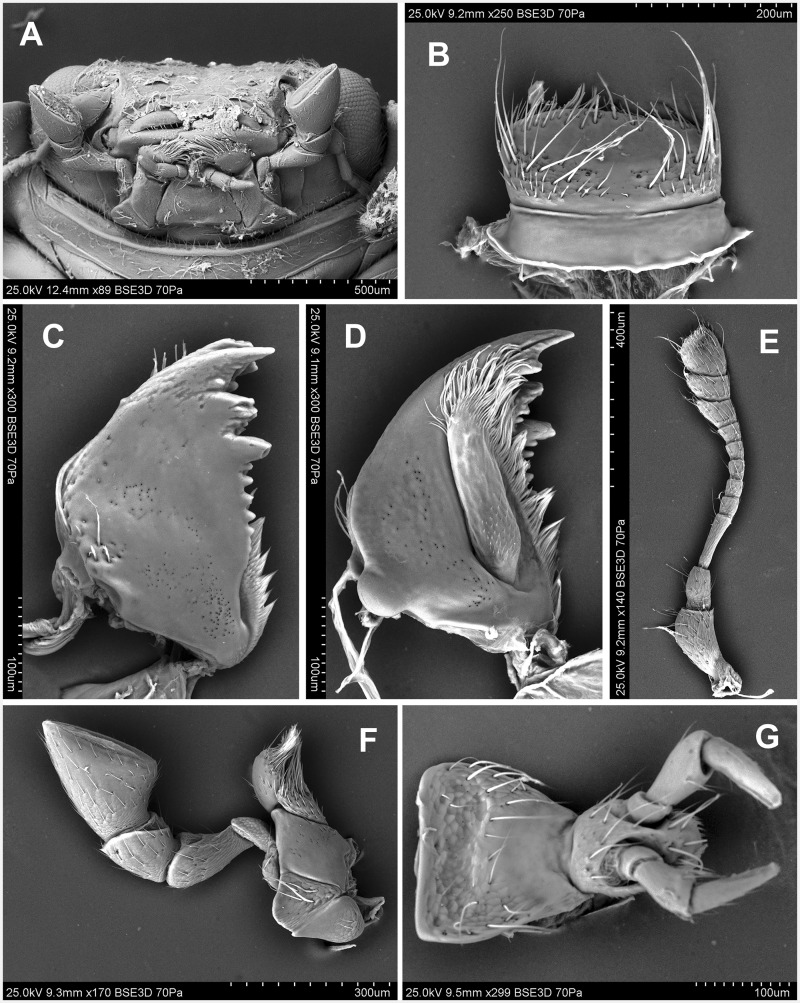 Fig. 19.