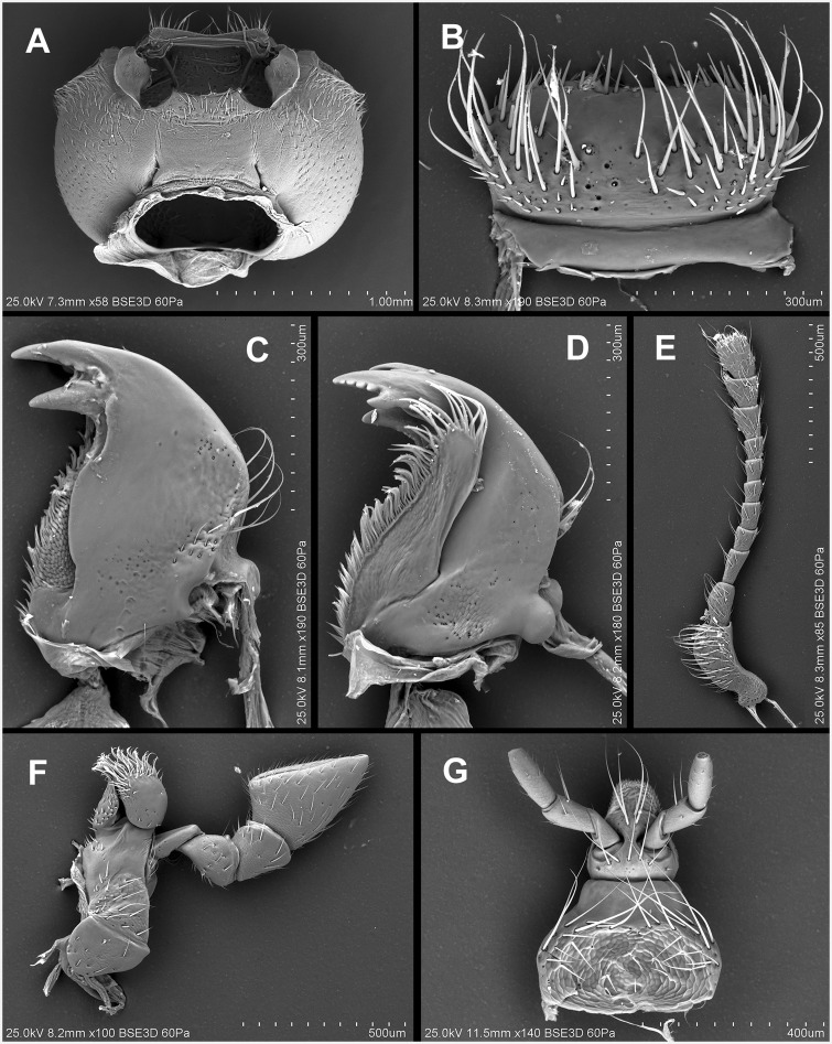 Fig. 37.