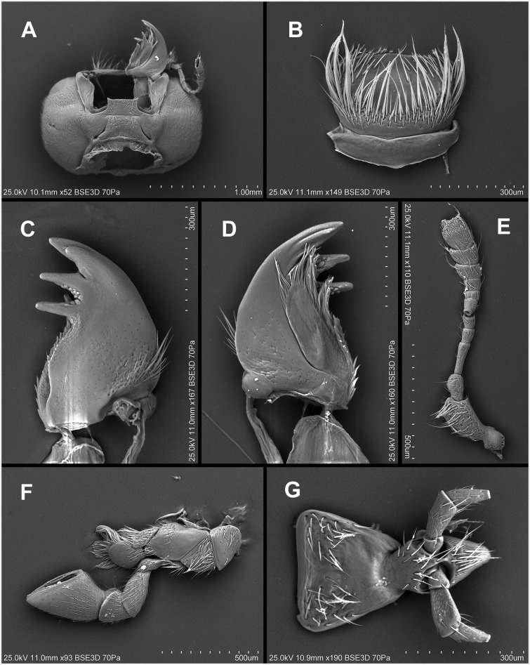 Fig. 52.