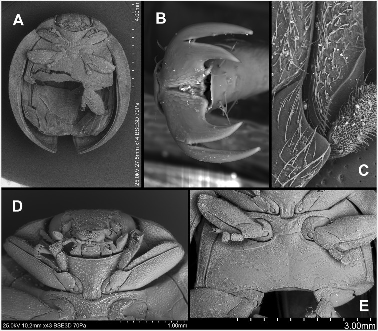 Fig. 35.