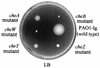 FIG. 2.