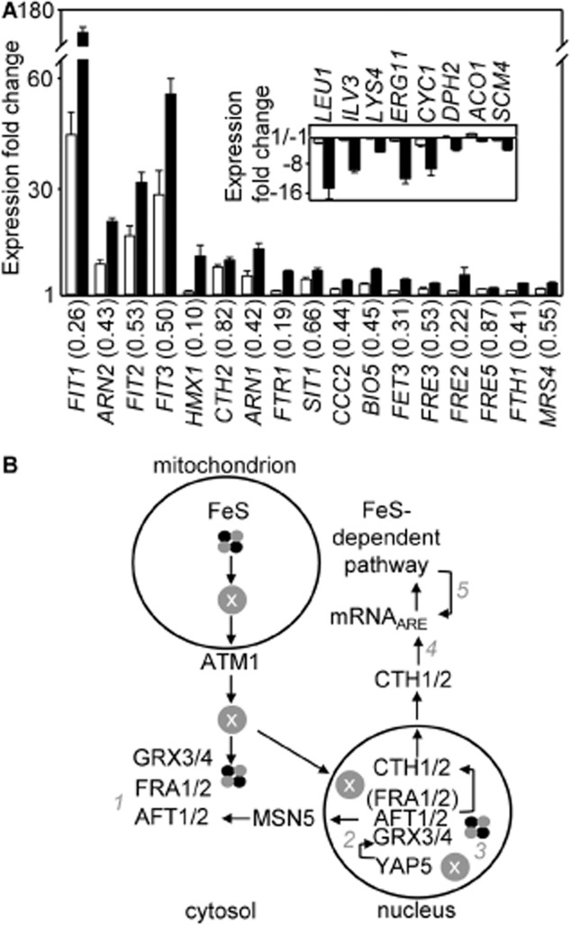 Fig. 11