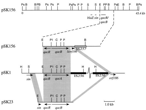 FIG. 1