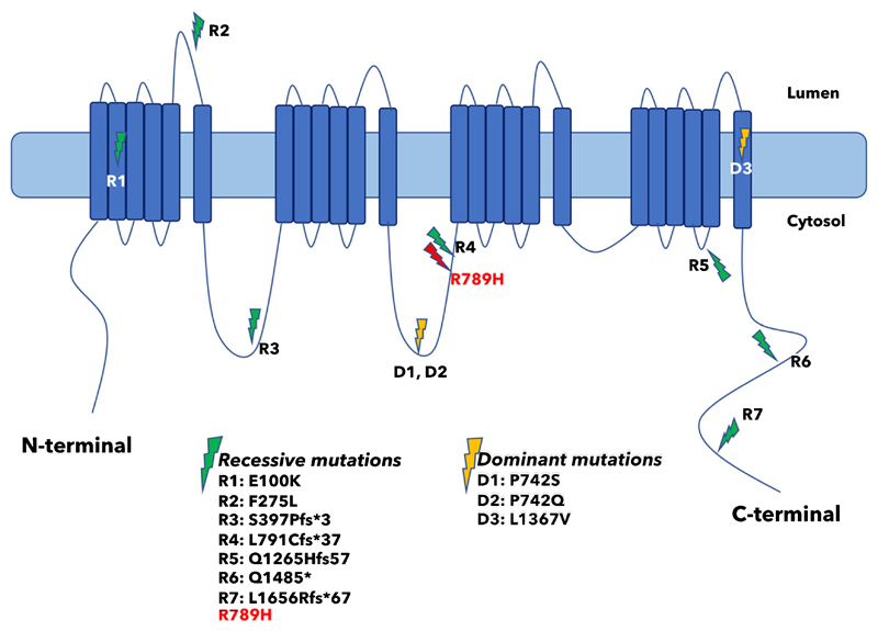 Fig. 4