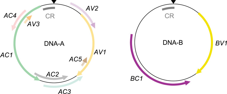 Fig 1: