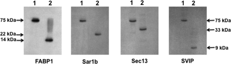 Fig. 8.