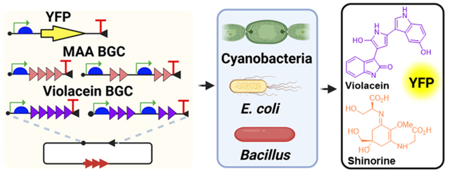 graphic file with name nihms-2108257-f0001.jpg