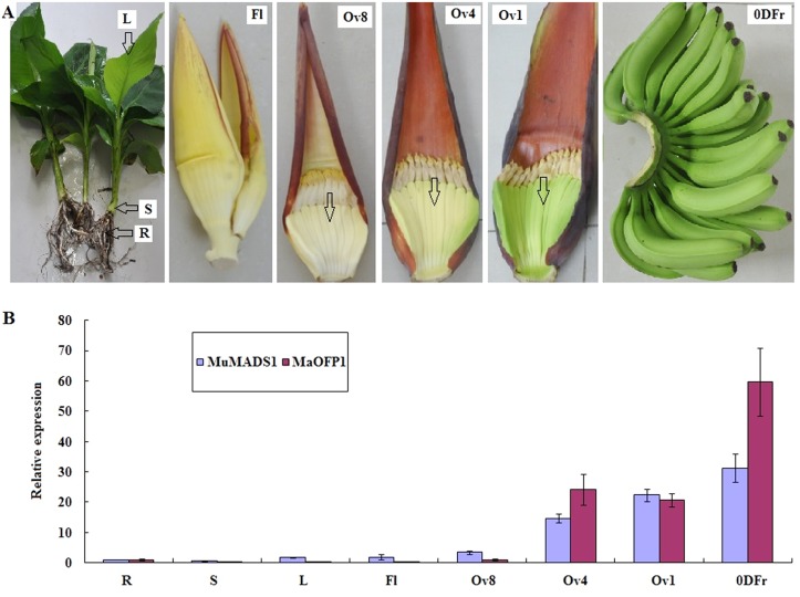 Fig 4