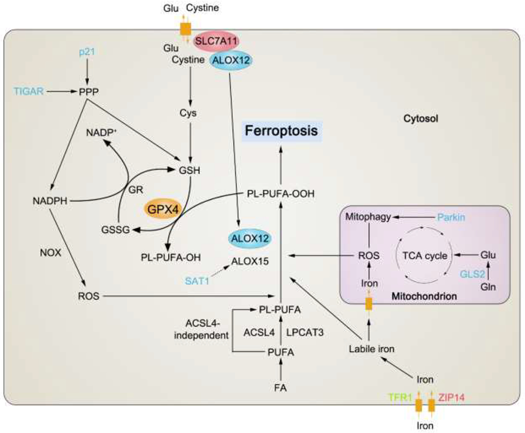 Figure 3.