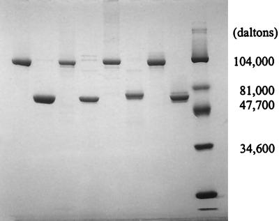 FIG. 1