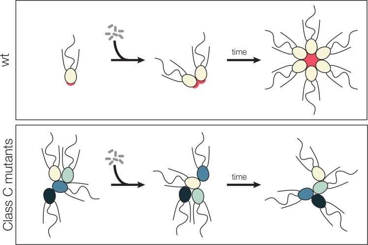 Figure 5.