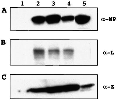 FIG. 3