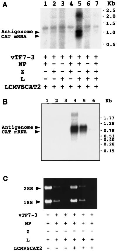 FIG. 5