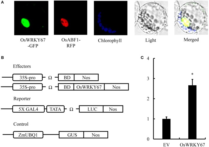 Figure 7