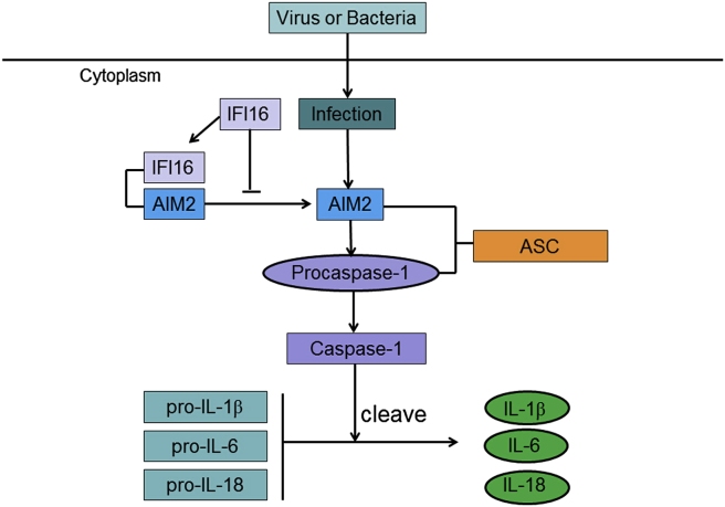 Figure 4