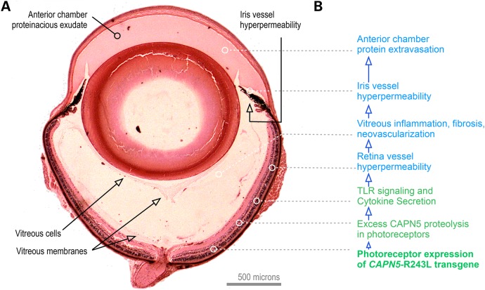 Figure 11.