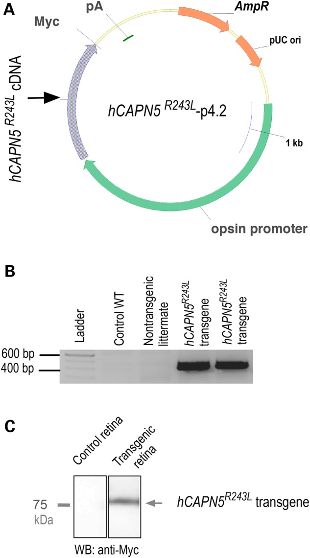 Figure 4.