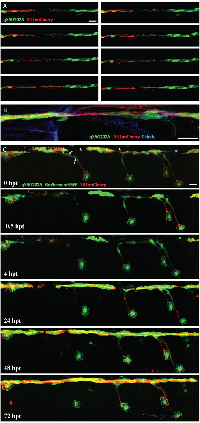 Fig. 7.