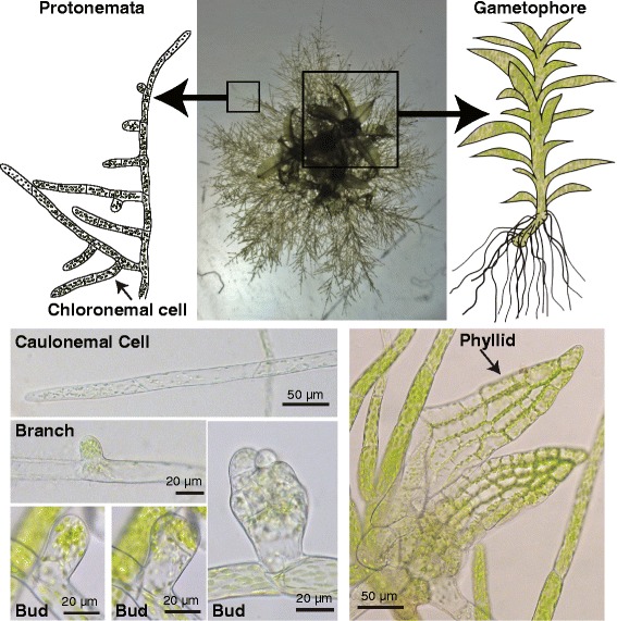 Fig. 9