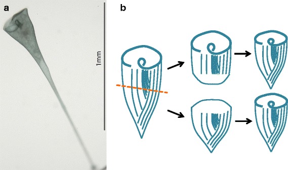 Fig. 2