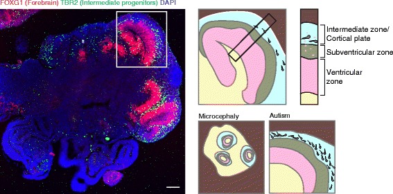 Fig. 10