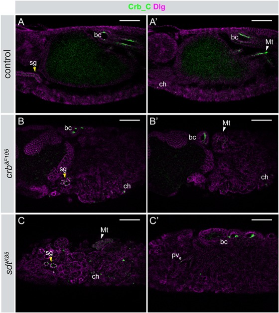 Fig. 3.