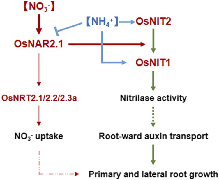 Figure 7.