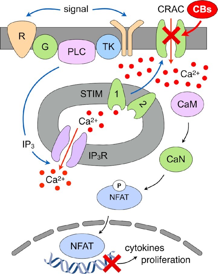 Graphical Abstract