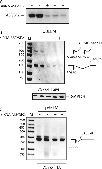 FIG. 8.