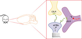 graphic file with name GLIA-71-36-g001.jpg