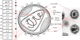 Fig. 12