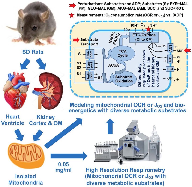 Graphical Abstract