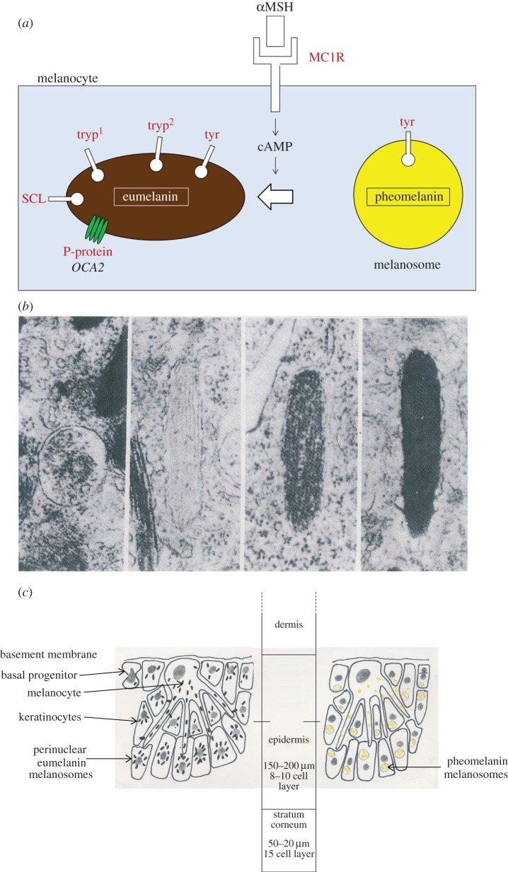 Figure 1.