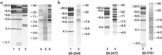 FIG. 2.