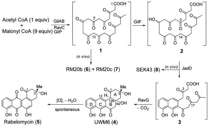 Scheme 1