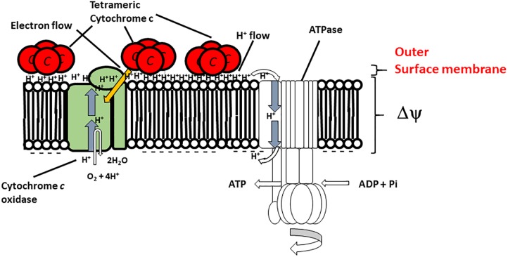 FIGURE 2