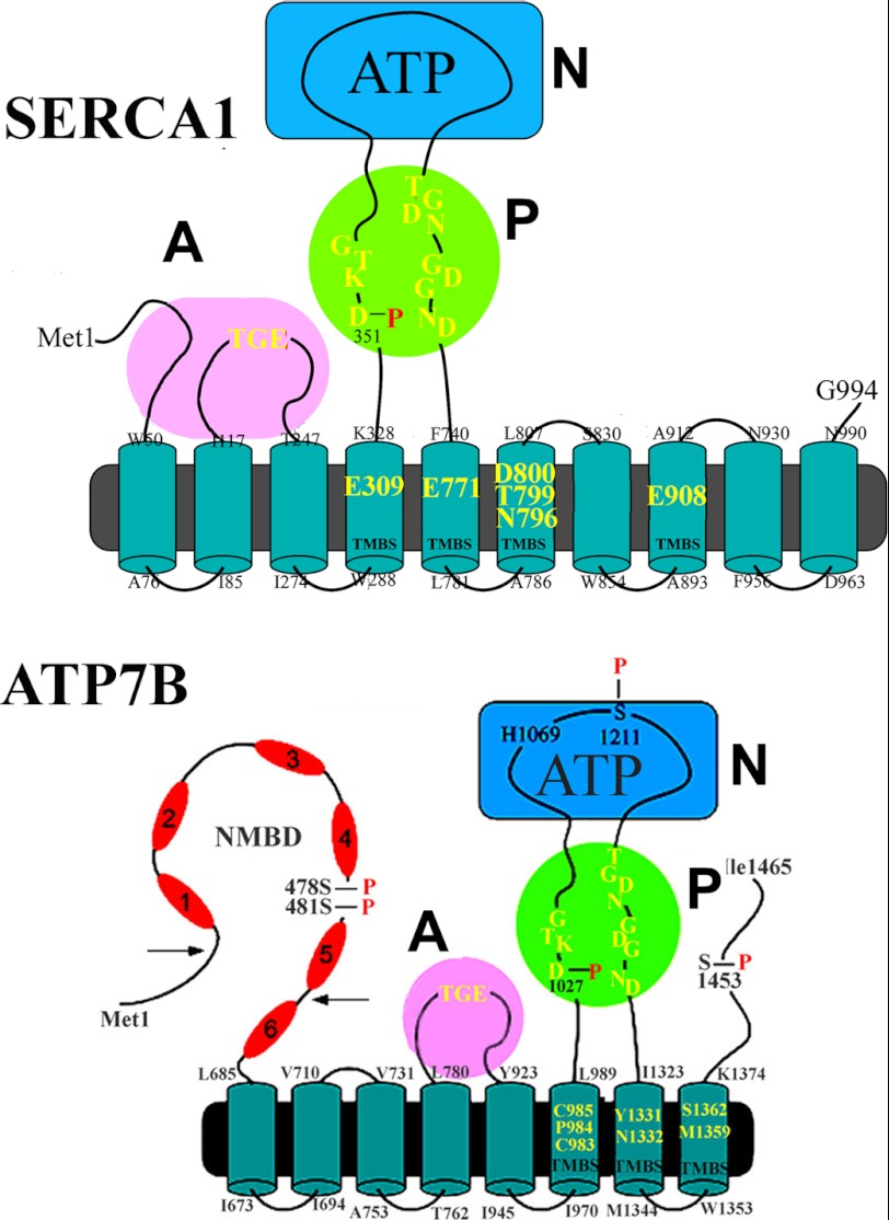 FIGURE 1.