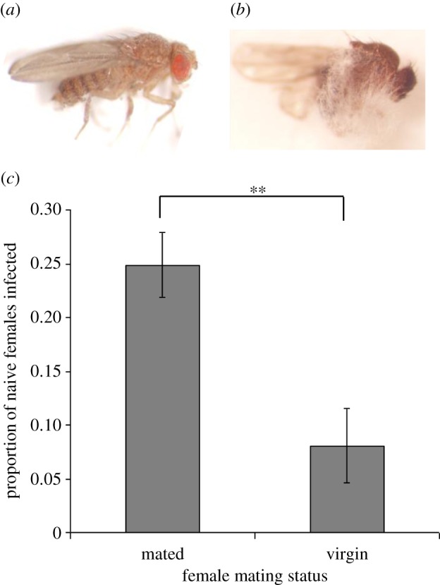 Figure 1.