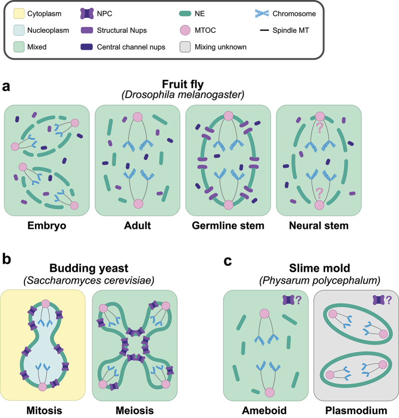 Part a. Illustrated representations of the types of nuclear division found in the fruit fly Drosophila melanogaster. Multinucleated embryos undergo semi-open divisions with local NEBD at the poles of the cell, full NPC disassembly, and extranuclear centrosomes, the MTOCs in flies. Adult somatic cells undergo complete NEBD with full NPC disassembly and extranuclear centrosomes. Germline stem cells undergo semi-closed divisions, with central channel nucleoporins disassociating from the core nucleoporins and centrosomes embedded in the NE. Neural stem cells undergo semi-closed divisions with full NPC disassembly, but the positioning of the centrosomes is unknown. Part b. Illustrated representations of the types of nuclear division found in the budding yeast Saccharomyces cerevisiae. The yeast undergoes closed mitotic division, but a semi-closed division during meiosis. The central nucleoporins are not dissociated from the core nucleoporins in either division. Part c. Illustrated representations of the types of nuclear division found in the slime mold Physarum polycephalum. Cells undergo open divisions during their amoeboid life cycle stage but switch to divisions with intact NEs in the multinucleated plasmodium stage. It is not known if there is nucleocytoplasmic mixing in plasmodium, and the state of the NPCs is not known for either stage.