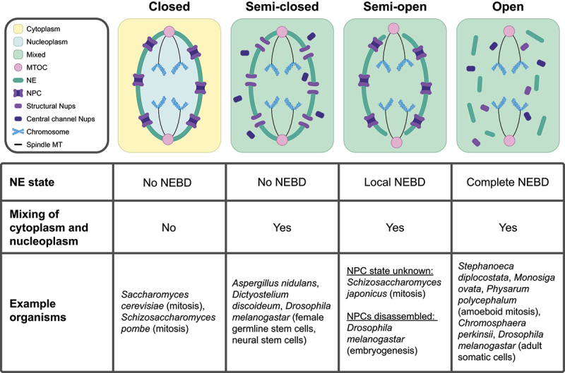 Illustrations of cells demonstrating the different types of nuclear division. Closed divisions and semi-closed divisions have continuous (intact) NEs, whereas semi-open divisions have local NEBD, and open division have complete NEBD. Closed divisions keep cytoplasm and nucleoplasm from mixing, whereas semi-closed, semi-open, and open divisions mix their cytoplasm and nucleoplasm.